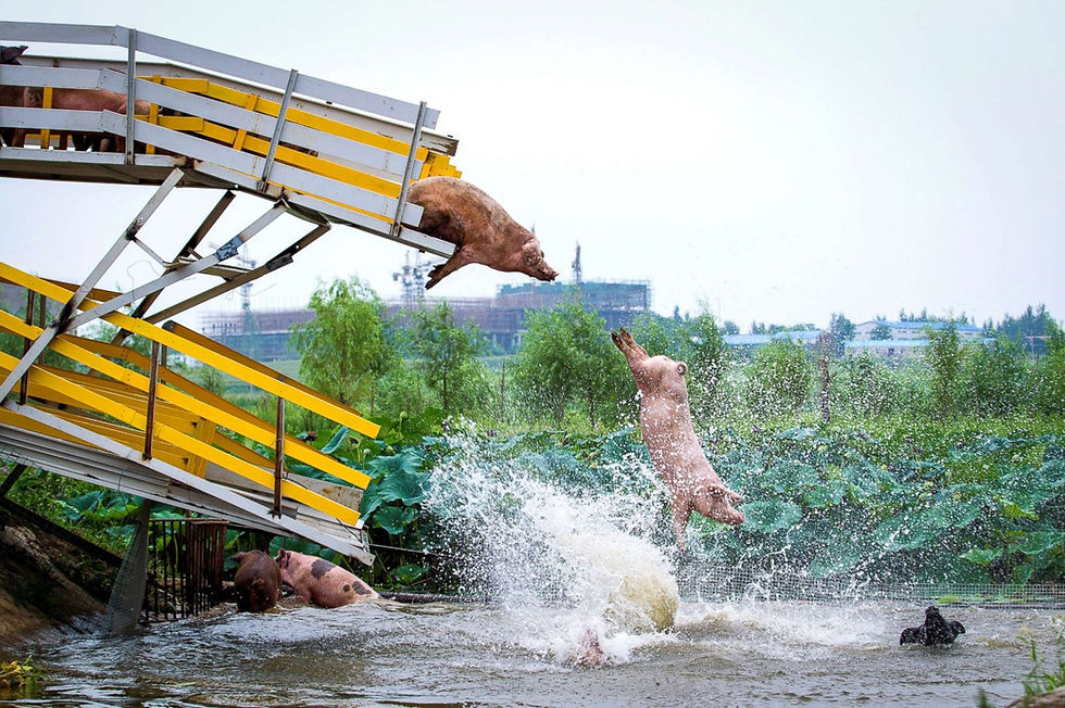 twip-05-china-pigs-rt-jt-170817_3x2_1600.jpg