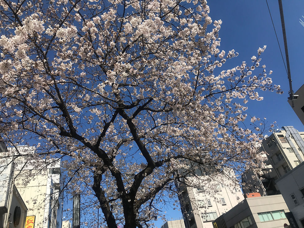 桜満開です