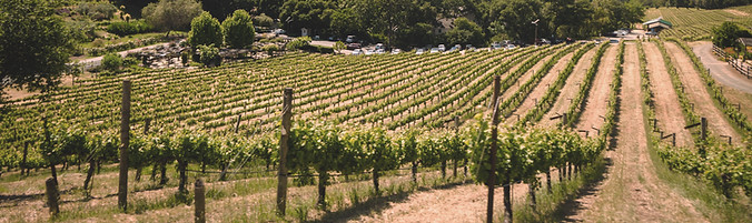 vignes