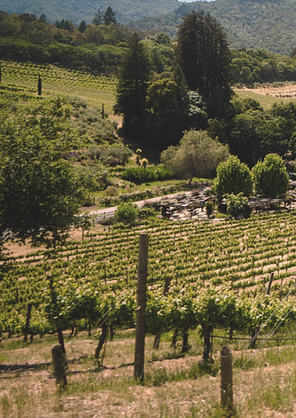 Vineyard