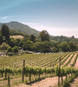 Vineyard