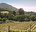 Vineyard Landscape