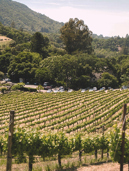Vineyard