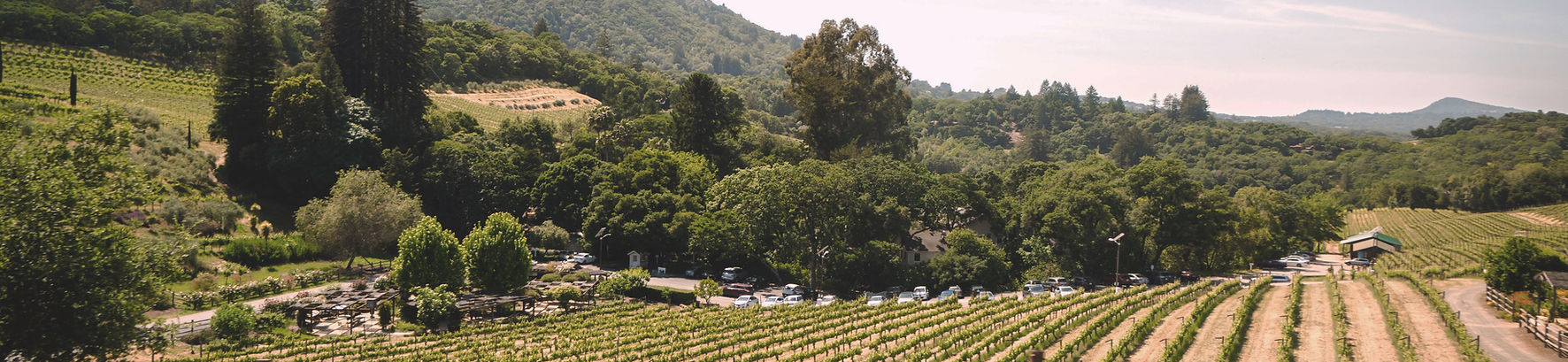 vignes