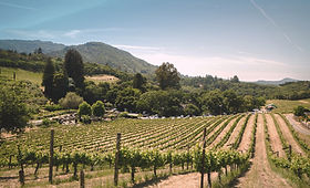 vignes
