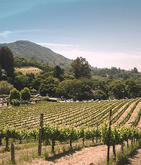 Vineyard