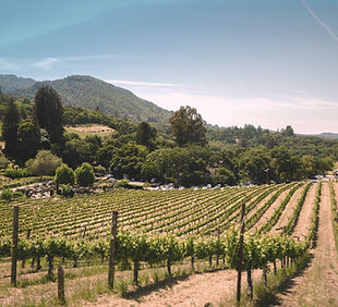 Vineyard