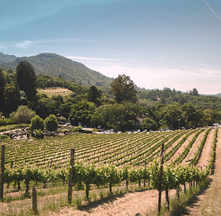 Vineyard