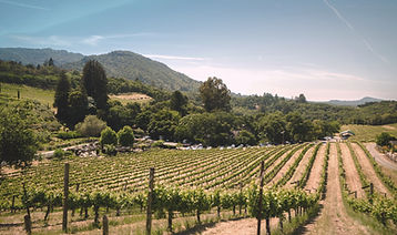 Vineyard