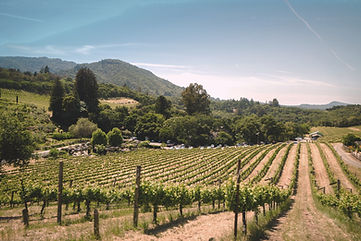 Vineyard