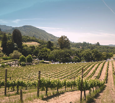 Vineyard