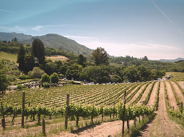 Vineyard