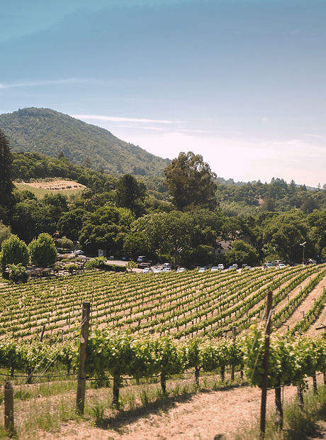 Vineyard