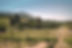 Vineyard