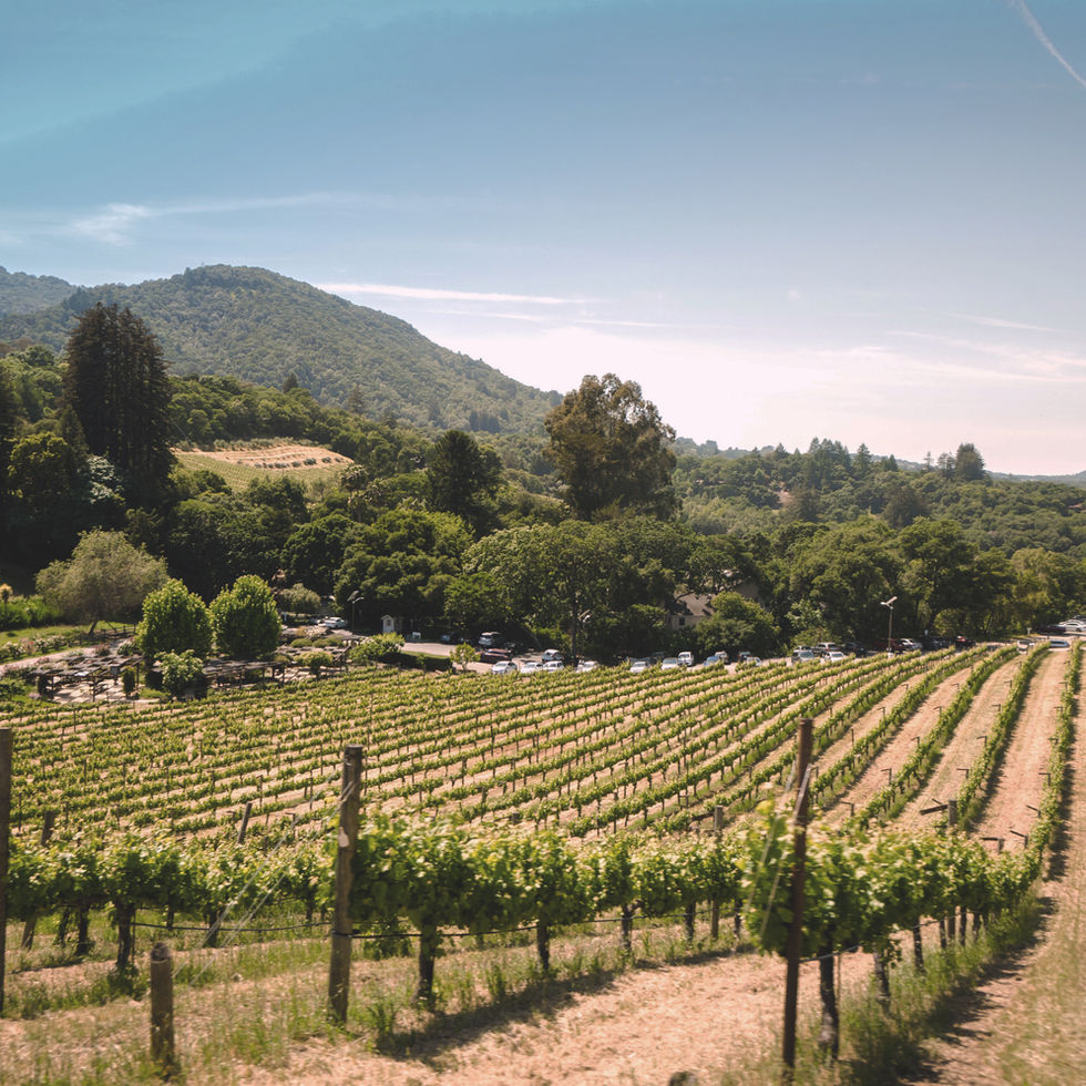 vineyard 6