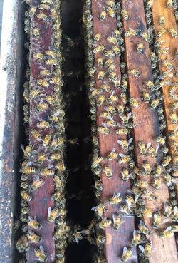 balihoney farm