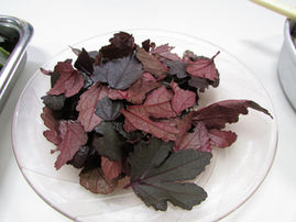 Educação Ambiental do Semasa oferece nova edição de curso online sobre alimentação sustentável