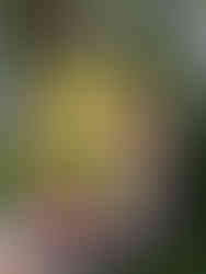 Capa do segundo livro "Histórias na Varanda - Conversas sobre adoção e a vida" Crédito: Arquivo pessoal