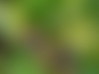 Semasa lança minicurso online sobre a importância da polinização para sustentabilidade do planeta