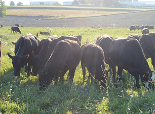 DSC_0681_edited.jpg