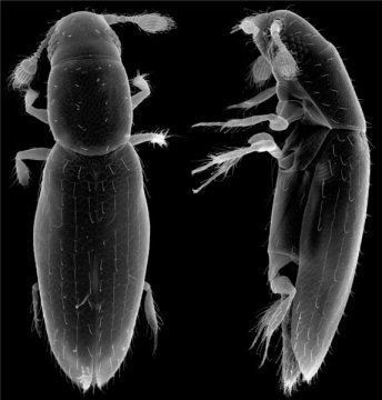 CREDIT: ALEXEY POLILOV Alexey Polilov used micrographs to accurately measure the beetle’s size.
