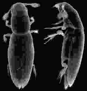 CREDIT: ALEXEY POLILOV Alexey Polilov used micrographs to accurately measure the beetle’s size.