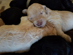 pups3.jpg