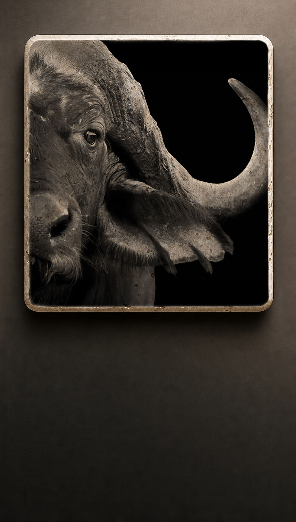 Miniatyrbild: Afrikansk Buffel