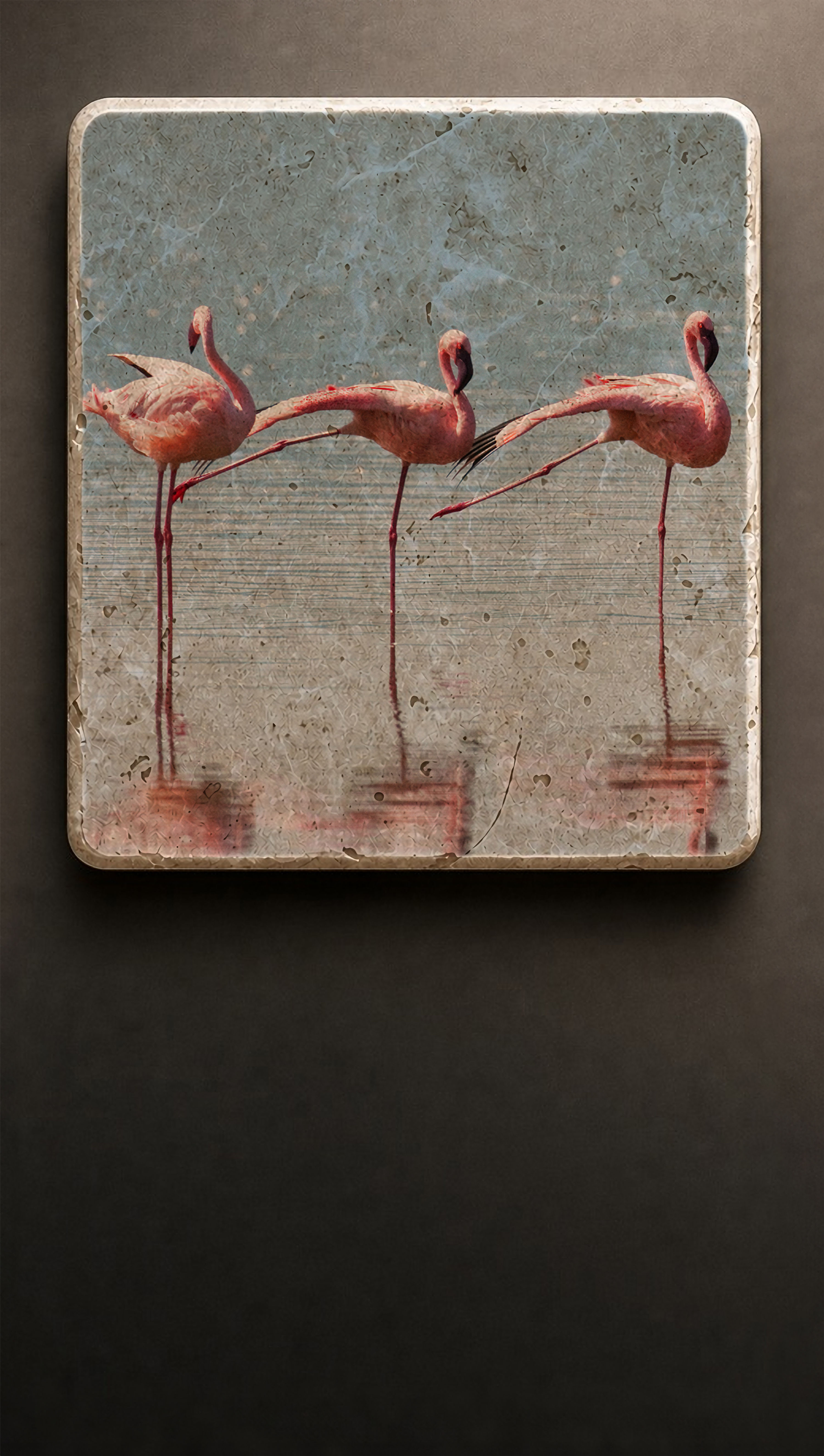 Flamingos