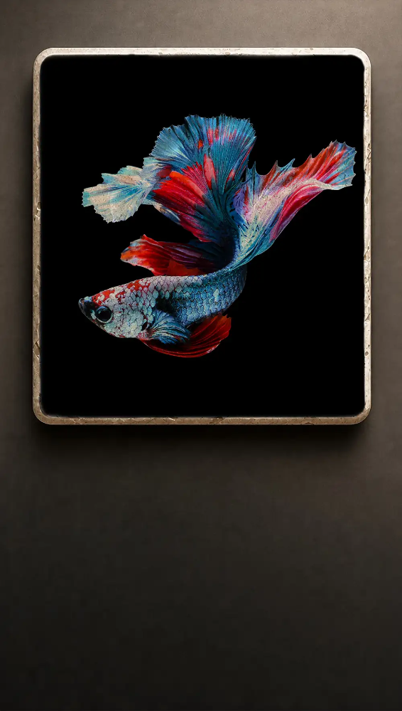 Siamesisk Kampfisk