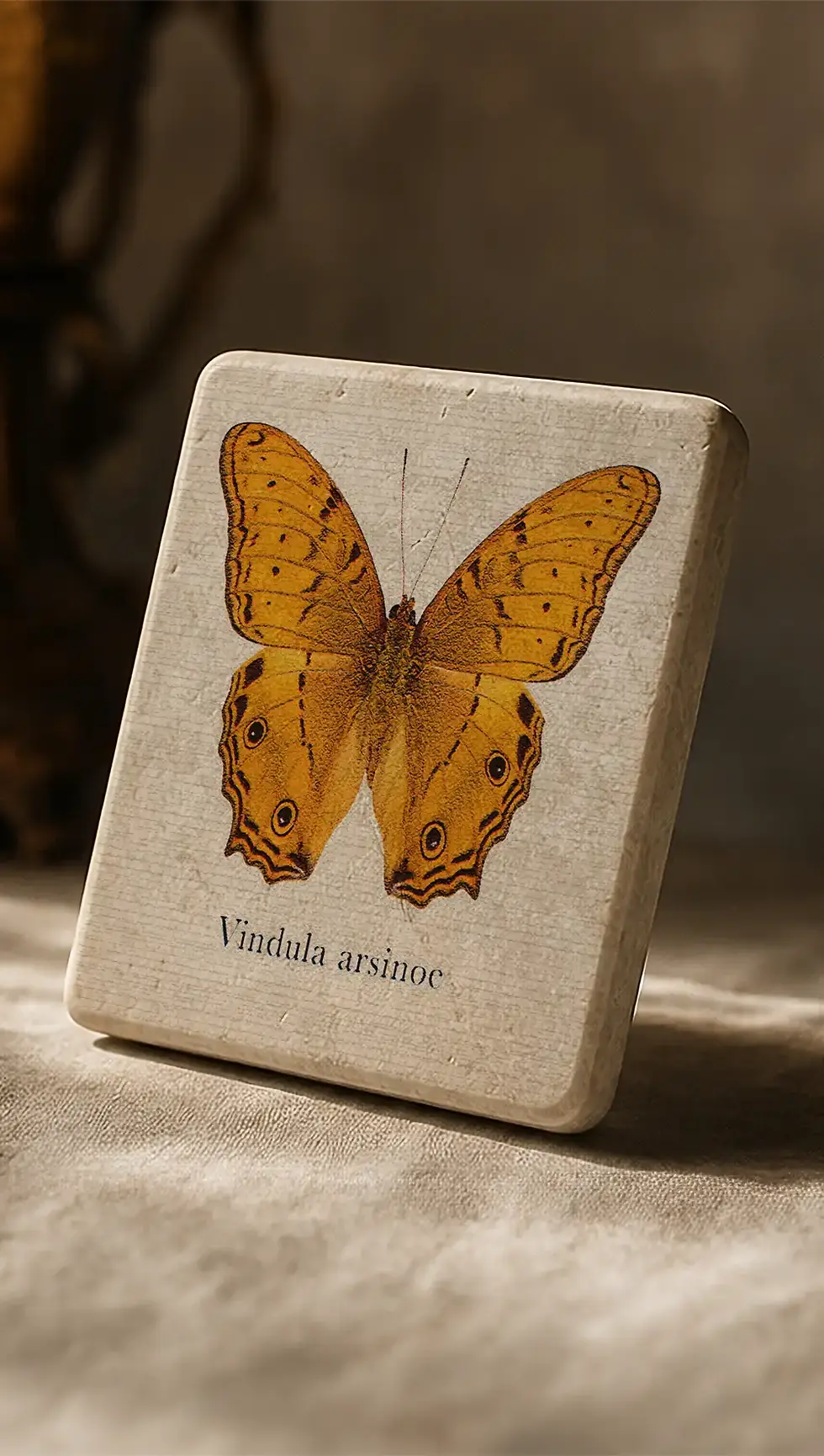 Miniatyrbild: Vindula Arsinoe Fjäril