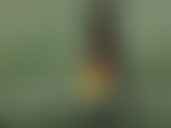 🟡⚫️Résultats des seniors🟡⚫️