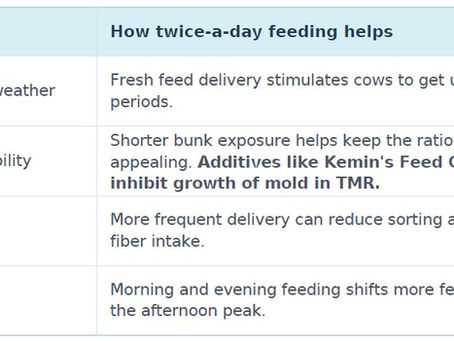 Beat the Heat: Why Feeding Twice a
Day Might Be Your Cow's Summer
Vacation Request