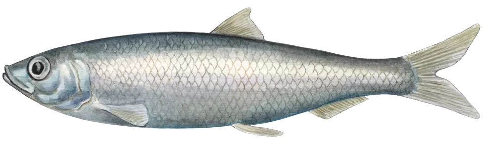 sild-98ea903b_edited.png