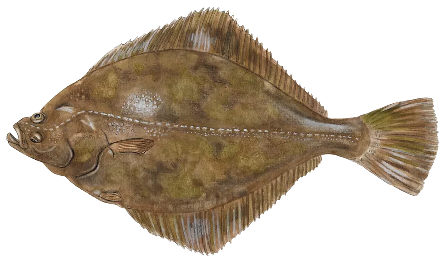 skrubbe-074f9ccf_edited.png