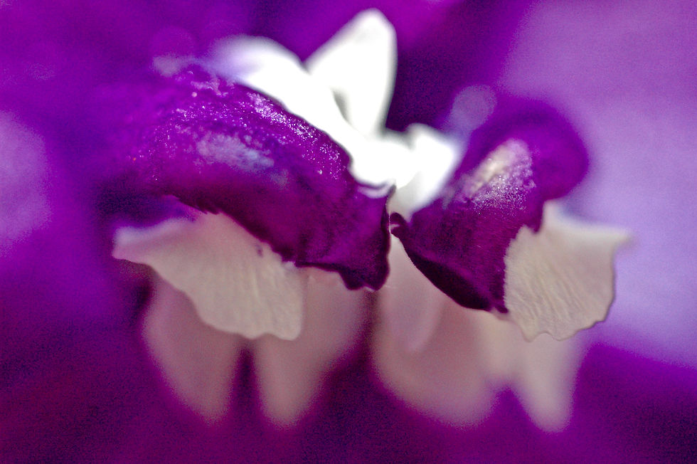 Spring Photography