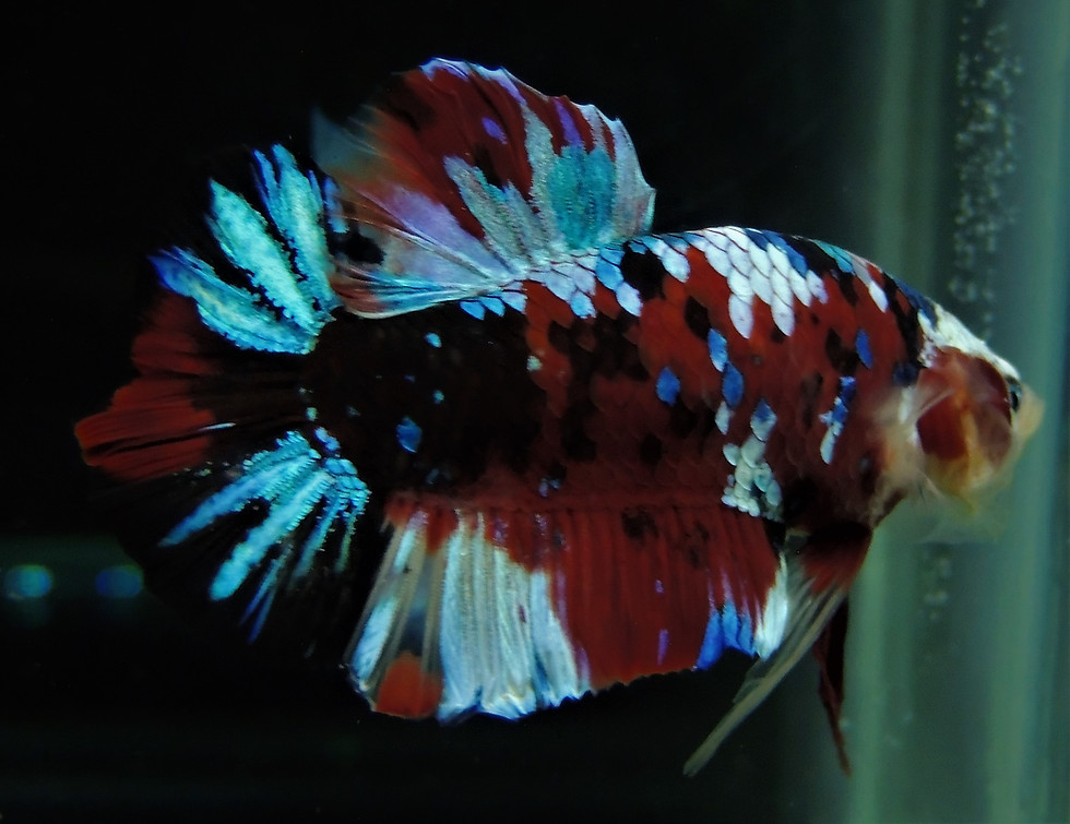 Thumbnail: Live GIANT Supernova Fancy Pixel Koi Halfmoon Plakat Male Betta Fish
