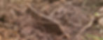 rim of a german helmet visible from the ground