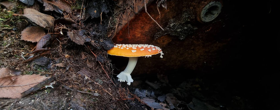 amanita muscaria