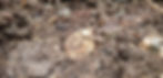 a round medal covered in soil