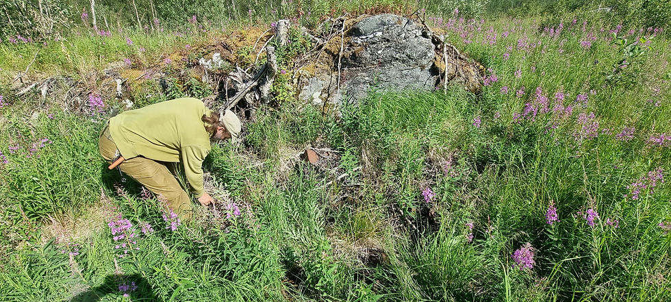 person between fireweed bushes