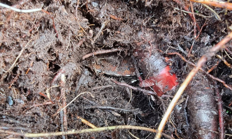 First view of the ekm stuck under the root.
