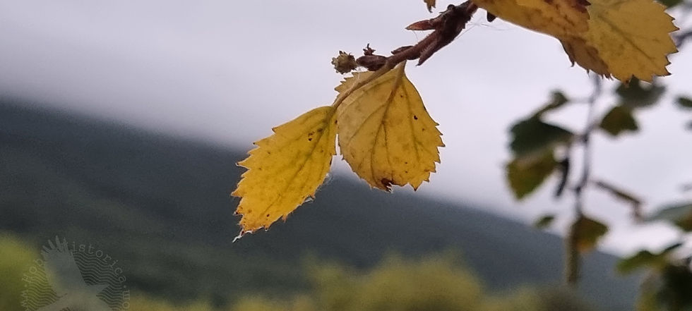 yellow autumn birch leaves