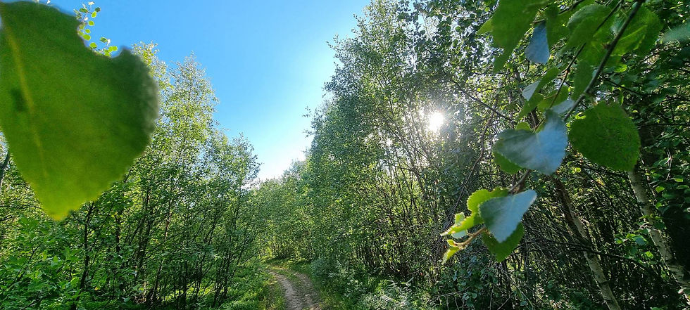 green nature