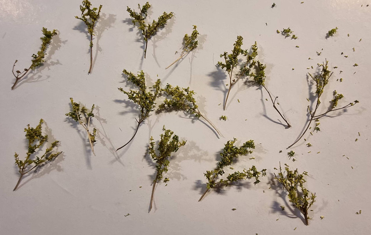 Small sapplings.