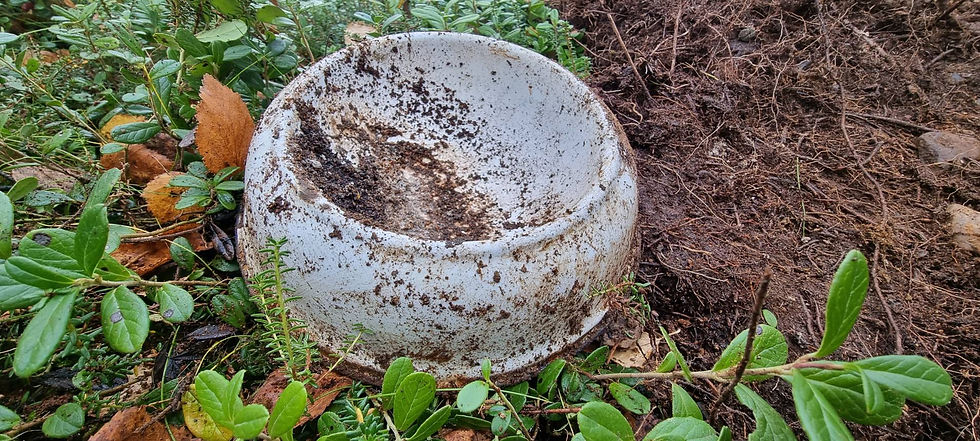 a dogs drinking bowl
