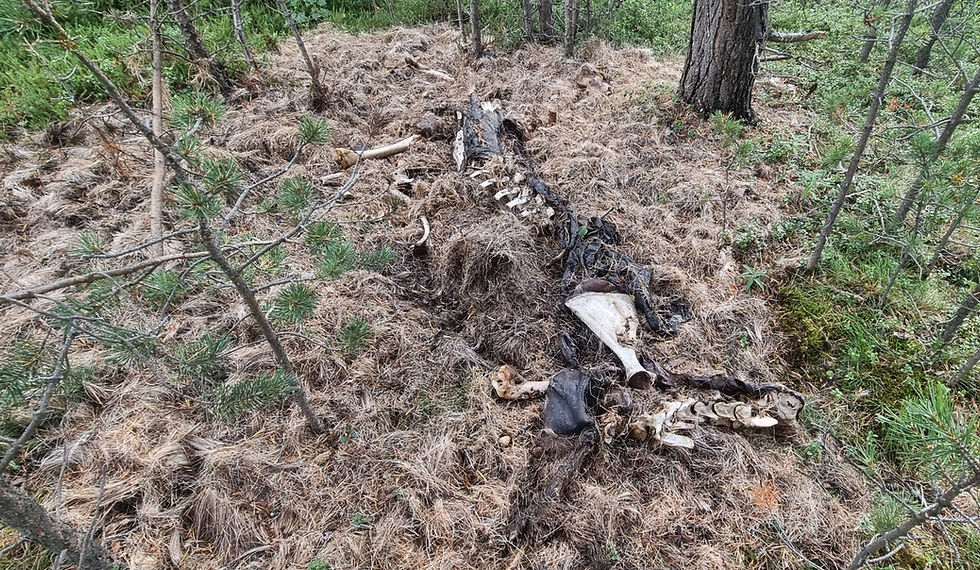 rotting reindeer