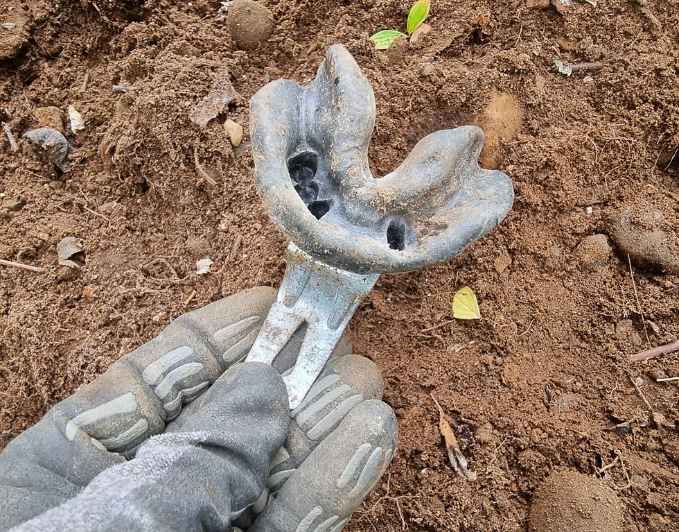dentist teeth mold