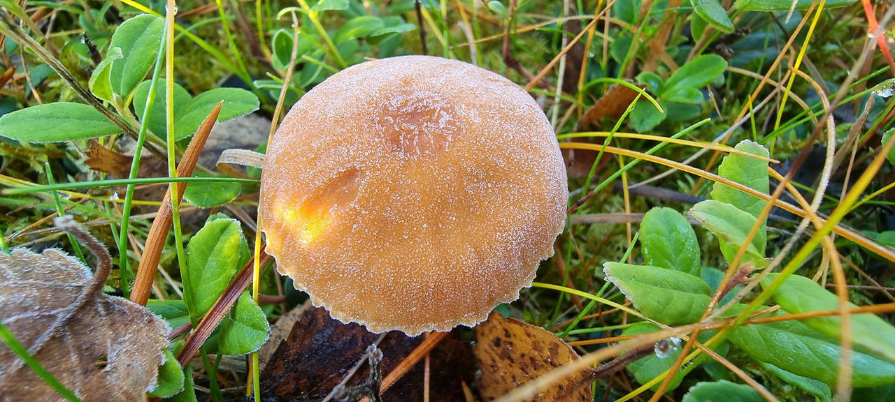 frozen shroom