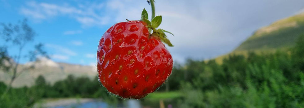 berry summer